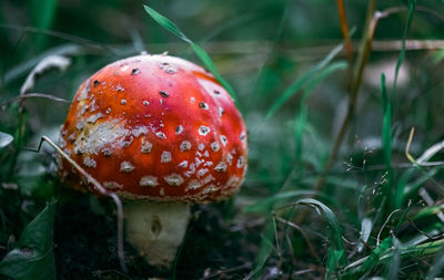 Close-up of fly agaric mushroom on field