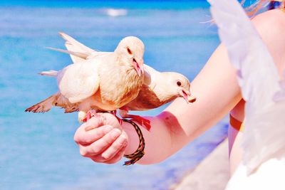 Low angle view of hand holding seagull