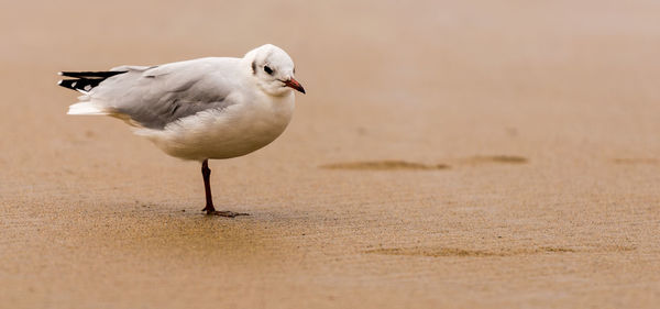 Close-up of seagull on sand