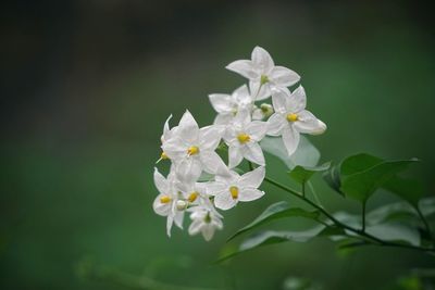 Close-up of white flowering plant