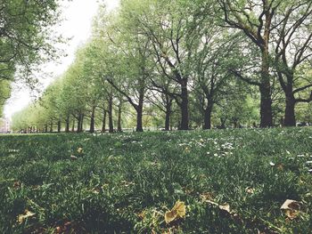 Trees on field against sky