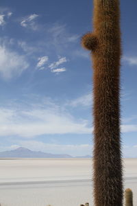 Scenic view of desert against sky