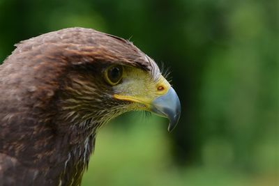 Harris hawk