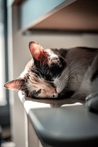 Close-up of cat sleeping at home