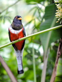 Malabar trogon perching on stem