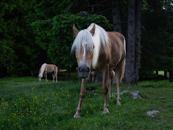 Horses in a field