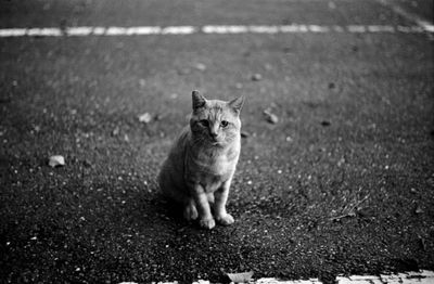 Portrait of cat on road