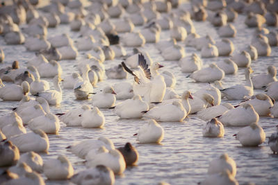 High angle view of birds in lake