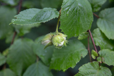 Close-up of fruit growing on plant