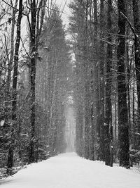 Snow covered land amidst trees in forest