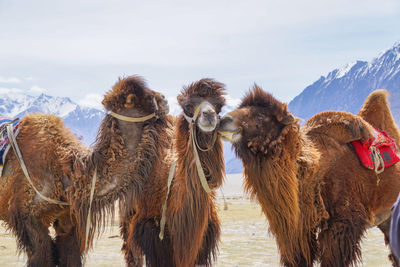 Panoramic view of animal on field against sky