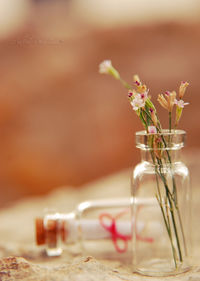 Close-up of flowers against blurred background