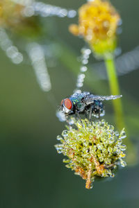 Close-up of insect on flower