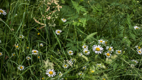 Close-up of daisy flowers on field