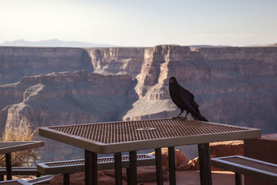 Crow at home of crow of west canyon