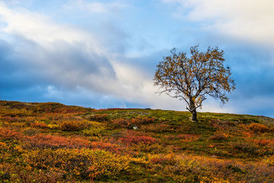 Scenic view of landscape against blue sky