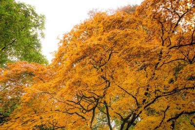 Low angle view of trees against sky during autumn