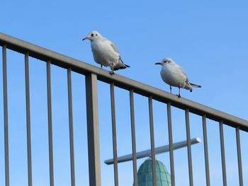 Low angle view of seagulls perching against clear sky