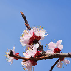 Low angle view of pink flowers against clear blue sky