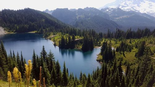 Panoramic view of pine trees in lake against sky