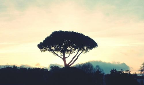 Silhouette trees against sky during sunset