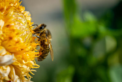 Close-up of bee pollinating on flower