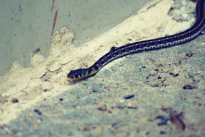 Lizard on the wall