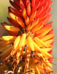 Close-up of orange flower