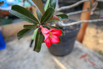 Close-up of pink rose flower in pot