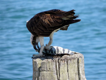 Close-up of owl perching on lake