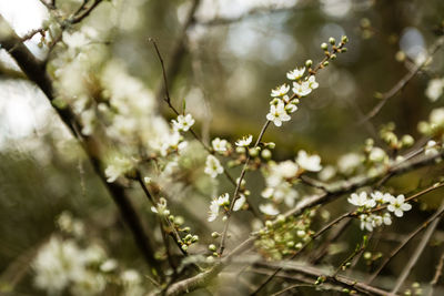 Close-up of white flowering plant