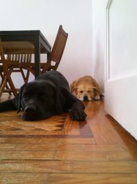 Dog lying on floor