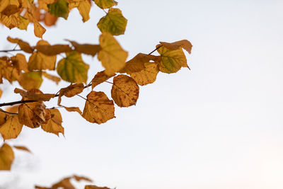 Low angle view of autumnal leaves against clear sky