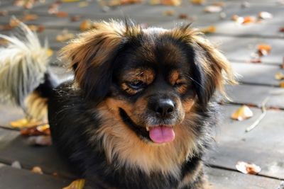 Close-up portrait of dog