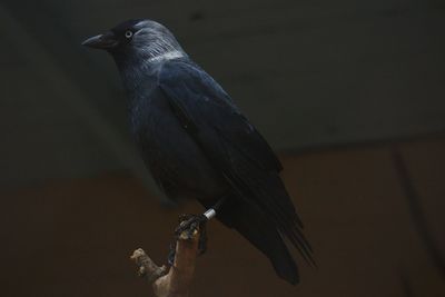 Close-up of bird perching outdoors