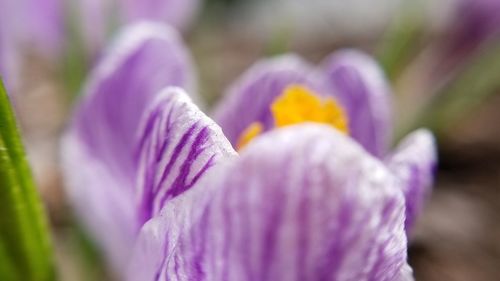 Close-up of purple crocus