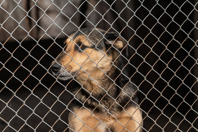 Close-up of an animal cage in zoo