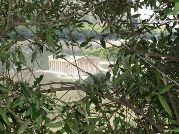 Close-up of plants against trees