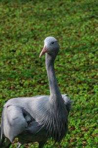 Close-up of duck on field