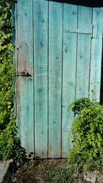 Close-up of plants against blue door