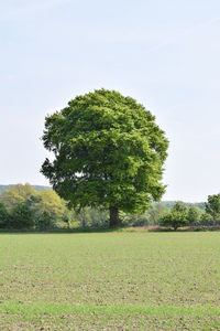 Trees on field against sky