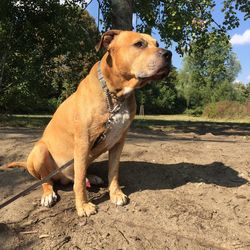 Dog standing in park