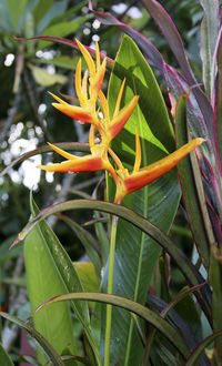 Close-up of orange flowering plant