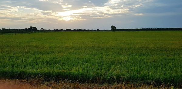 Scenic view of field against sky during sunset