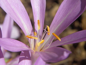 Close-up of purple flowering plant