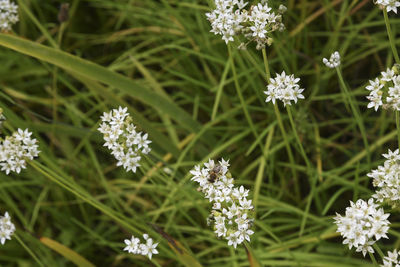 Close-up of white flowering plants on field