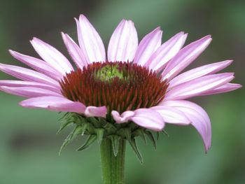 Close-up of pink flower