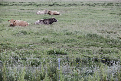 Sheep in a field