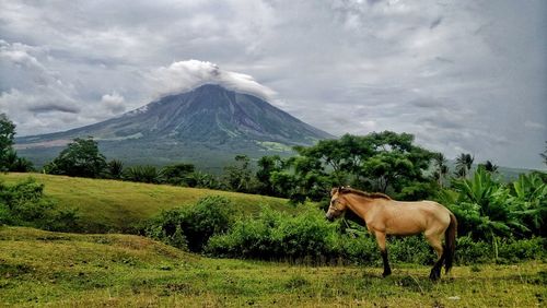 Horses in a field