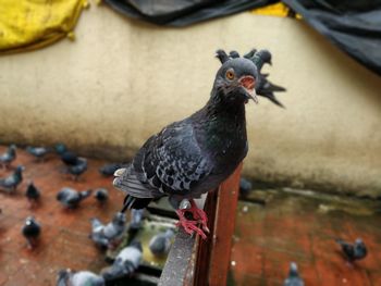 High angle view of pigeon perching on wall